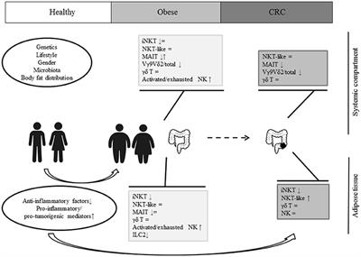 Innate Lymphocytes in Adipose Tissue Homeostasis and Their Alterations in Obesity and Colorectal Cancer